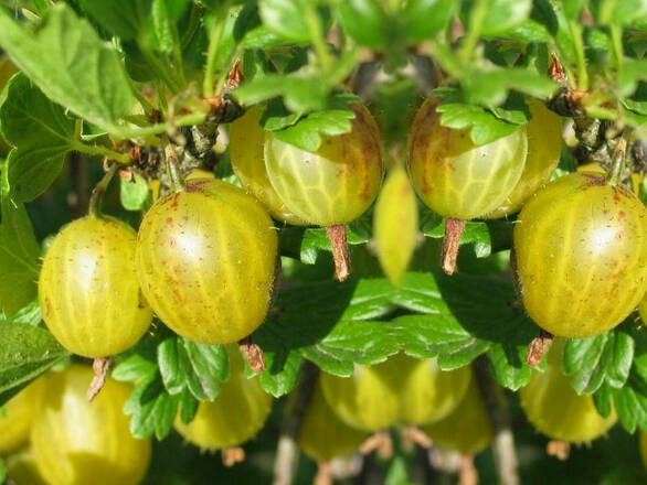  Agrest krzaczasty Zielony 'Ribes uva- crispa' Niesłuchowski - zdjęcie główne