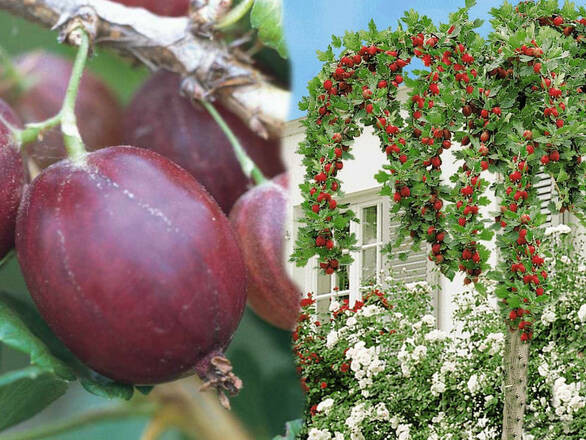  Agrest Pienny Czerwony 'Ribes uva- crispa' Hinomakirot  - zdjęcie główne