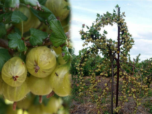 Agrest Pienny Zielony 'Ribes uva- crispa' Hinomakirot - zdjęcie główne