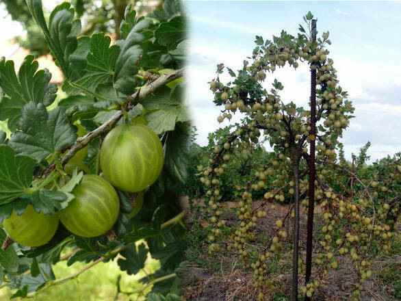  Agrest Pienny Zielony 'Ribes uva- crispa' Invicta - zdjęcie główne