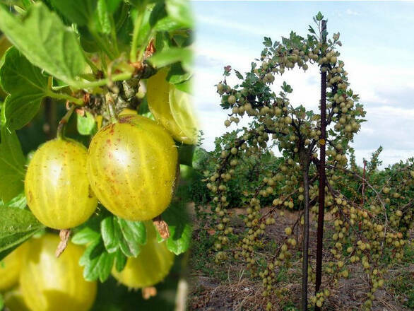 Agrest Pienny Zielony 'Ribes uva- crispa' Niesłuchowski - zdjęcie główne