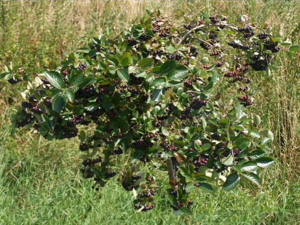  Aronia 'Photinia' Wielkoowocowa - zdjęcie główne