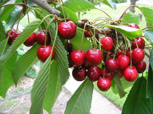  Czereśnia karłowa 'prunus avium' Karina - zdjęcie główne