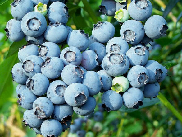 Borówka Amerykańska 'Vaccinium corymbosum' Chipeewa - zdjęcie główne