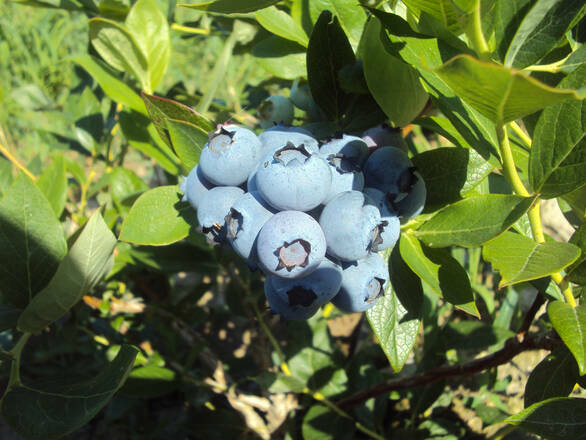  Borówka Amerykańska 'Vaccinium corymbosum' Berkley - zdjęcie główne