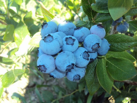 Borówka Amerykańska 'Vaccinium corymbosum' Bluecrop - zdjęcie główne