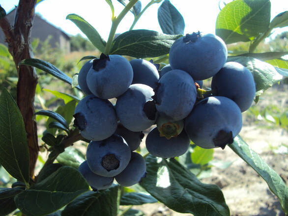  Borówka Amerykańska 'Vaccinium corymbosum' Bluetta - zdjęcie główne