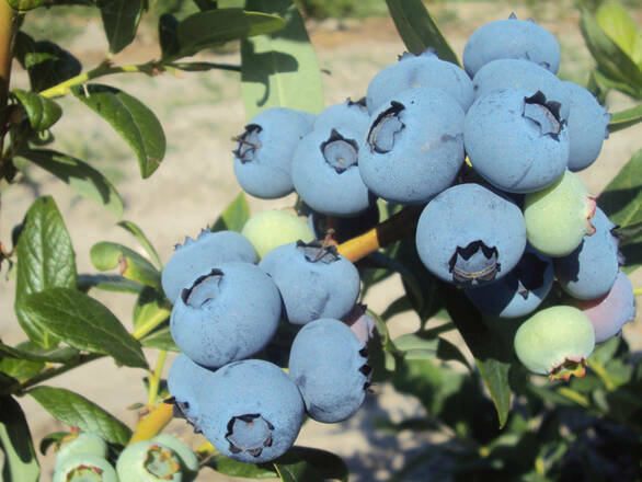 Borówka Amerykańska 'Vaccinium corymbosum' Chanticler - zdjęcie główne