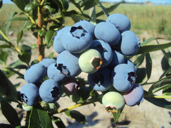  Borówka Amerykańska 'Vaccinium corymbosum' Darrow - zdjęcie główne