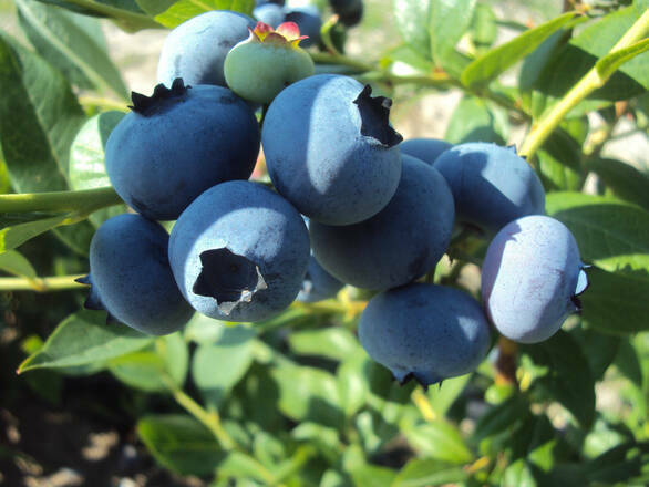  Borówka Amerykańska 'Vaccinium corymbosum' Earliblue - zdjęcie główne