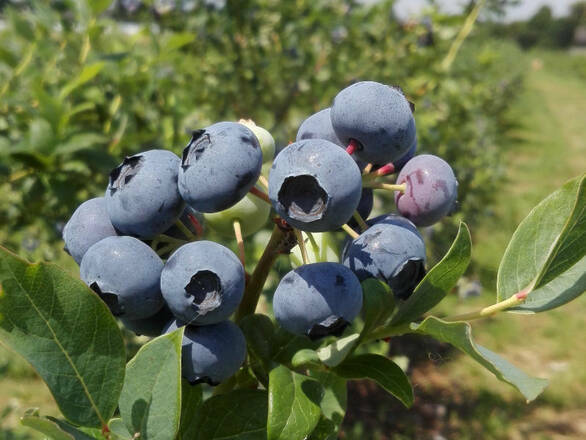  Borówka Amerykańska 'Vaccinium corymbosum' Denise Blue - zdjęcie główne