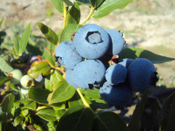 Borówka Amerykańska 'Vaccinium corymbosum' Herbert - zdjęcie główne