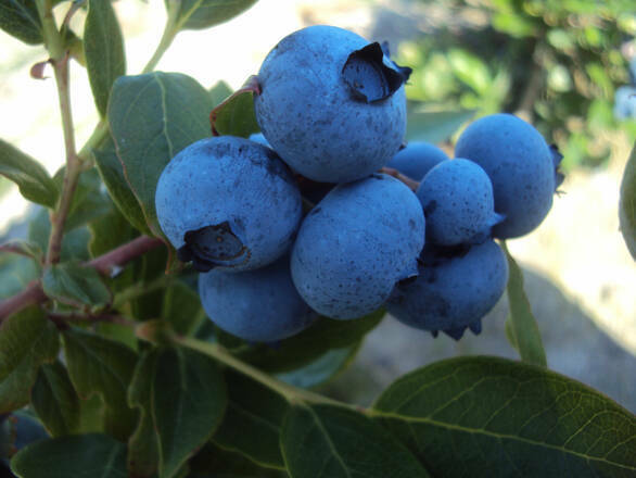  Borówka Amerykańska 'Vaccinium corymbosum'  Jersey - zdjęcie główne