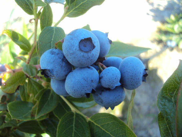  Borówka Amerykańska 'Vaccinium corymbosum' Lateblue - zdjęcie główne