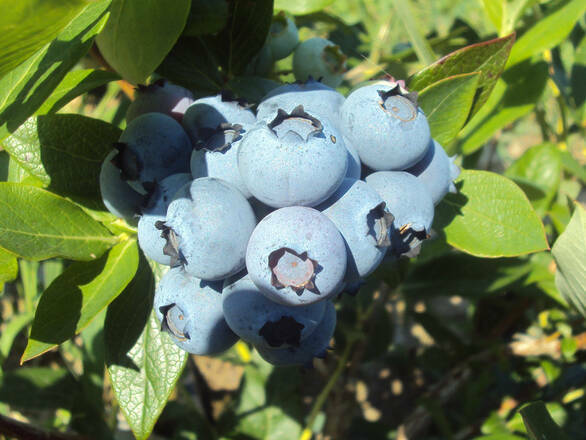  Borówka Amerykańska 'Vaccinium corymbosum' Nelson - zdjęcie główne