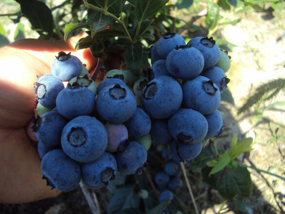 Borówka Amerykańska 'Vaccinium corymbosum' Northland - zdjęcie główne