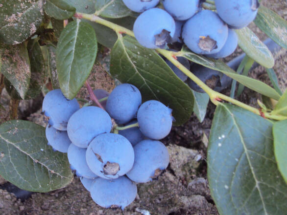 Borówka Amerykańska 'Vaccinium corymbosum' Rubel - zdjęcie główne