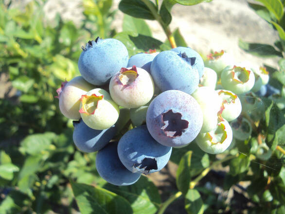 Borówka Amerykańska 'Vaccinium corymbosum' Sierra - zdjęcie główne