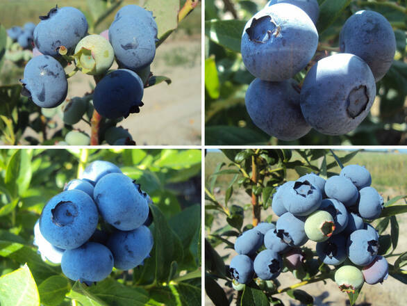 Borówka Amerykańska Zestaw 'Vaccinium corymbosum' Mieszany - zdjęcie główne