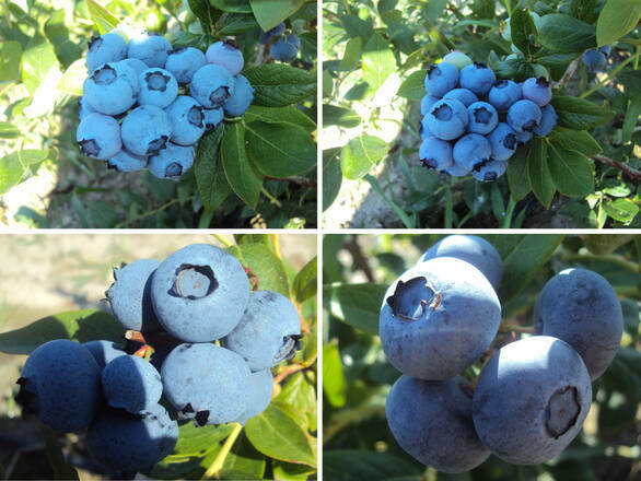 Borówka Amerykańska Zestaw 'Vaccinium corymbosum' Średni - zdjęcie główne