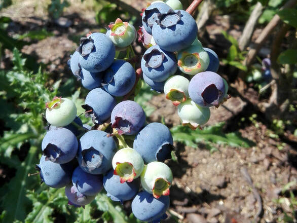  Borówka Amerykańska 'Vaccinium corymbosum' Hannah's Choice - zdjęcie główne