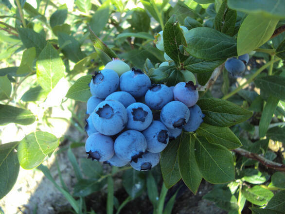 Borówka Amerykańska 'Vaccinium corymbosum' Pakiet 2+1 Bluegold - zdjęcie główne