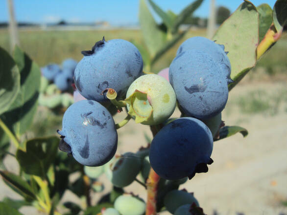 Borówka Amerykańska 'Vaccinium corymbosum' Zestaw 2szt.Bonus - zdjęcie główne