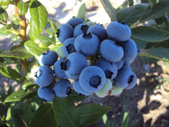 Borówka Amerykańska 'Vaccinium corymbosum' Pakiet 2+1 Duke - zdjęcie główne