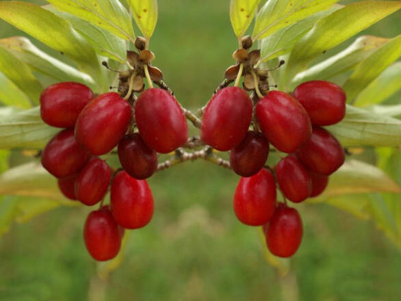  Dereń Jadalny 'Cornus mas' Aurea - zdjęcie główne