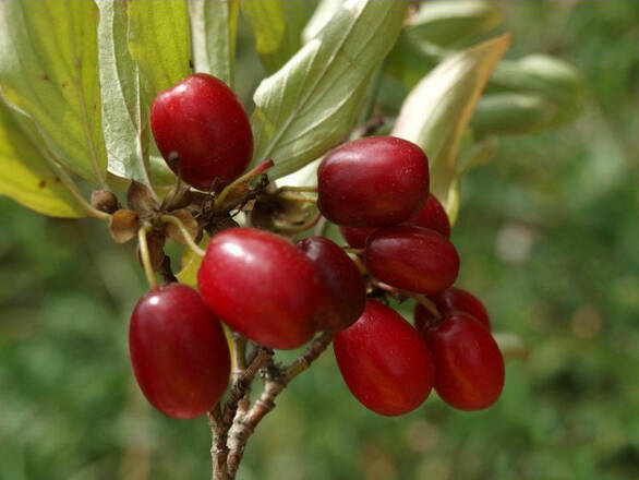  Dereń Jadalny 'Cornus mas' Jolico - zdjęcie główne