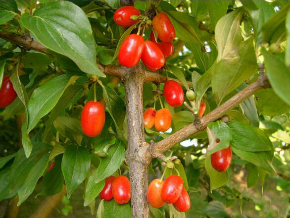  Dereń Jadalny 'Cornus mas' Macrocarpa - zdjęcie główne