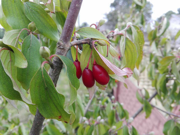 Dereń Jadalny szczepiony 'Cornus mas' Aurea - zdjęcie główne