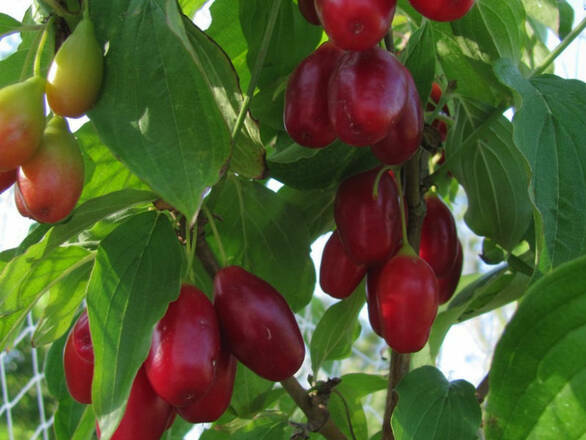  Dereń Jadalny 'Cornus mas' Świetljaczok - zdjęcie główne