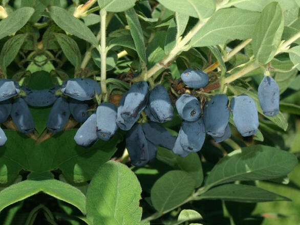  Jagoda Kamczacka 'Lonicera caerulea' Brązowa - zdjęcie główne