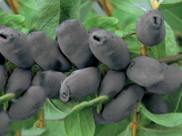Jagoda Kamczacka 'Lonicera caerulea' Czarna - zdjęcie główne