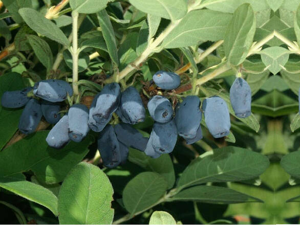 Jagoda Kamczacka 'Lonicera caerulea' Bakczarska - zdjęcie główne