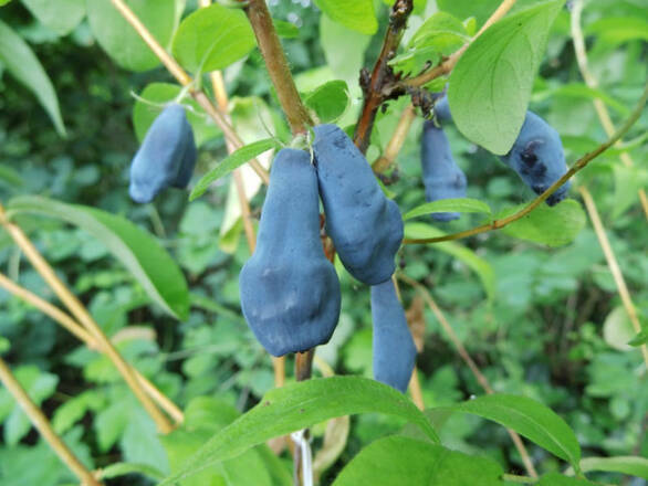  Jagoda Kamczacka 'Lonicera caerulea' Atut - zdjęcie główne