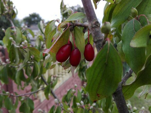  Dereń Jadalny Szczepiony 'Cornus mas' Elegantnyj  - zdjęcie główne