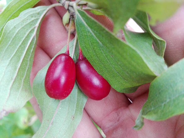  Dereń Jadalny Szczepiony 'Cornus mas' Macrocarpa - zdjęcie główne