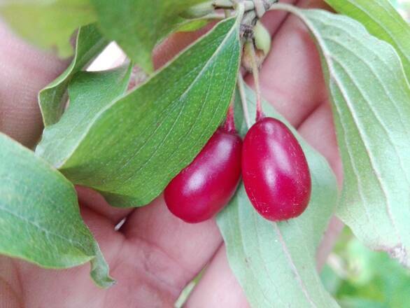  Dereń Jadalny Szczepiony 'Cornus mas' Świetljaczok - zdjęcie główne