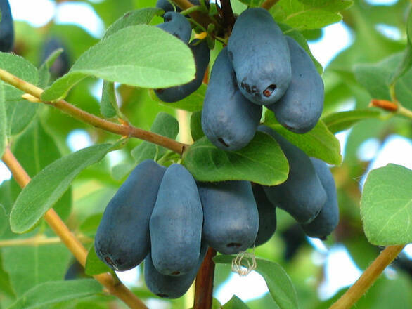  Jagoda Kamczacka 'Lonicera caerulea' Lebeduska - zdjęcie główne