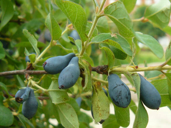  Jagoda Kamczacka 'Lonicera caerulea' Duet - zdjęcie główne