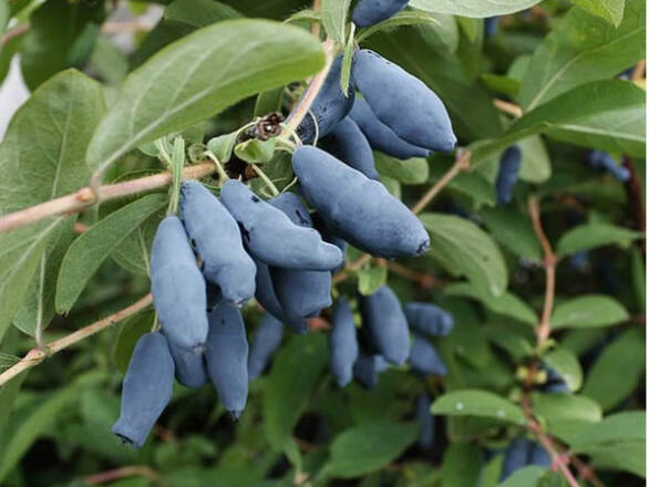  Jagoda Kamczacka 'Lonicera caerulea' Dlinnopłodna - zdjęcie główne