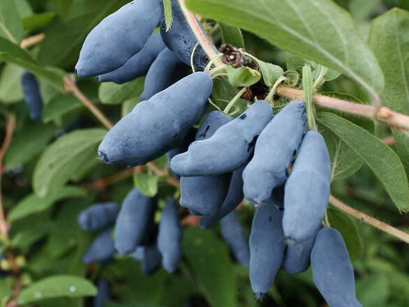 Jagoda Kamczacka 'Lonicera caerulea' Jolanta - zdjęcie główne