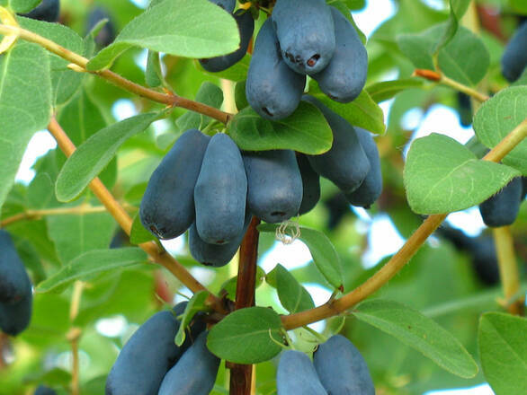  Jagoda Kamczacka 'Lonicera caerulea' Mailon - zdjęcie główne