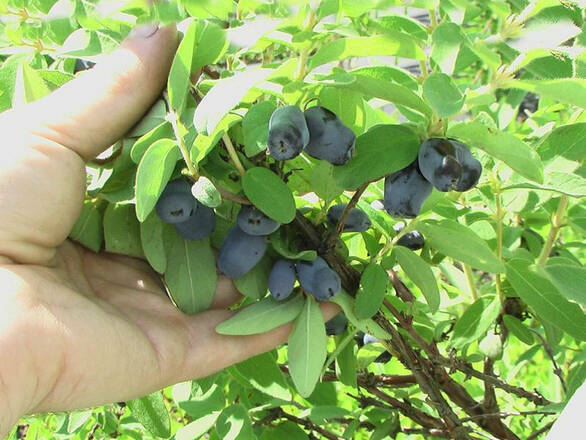  Jagoda Kamczacka 'Lonicera caerulea' Singlaska - zdjęcie główne