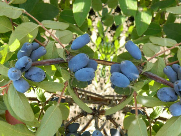  Jagoda Kamczacka 'Lonicera caerulea' Wojtek - zdjęcie główne