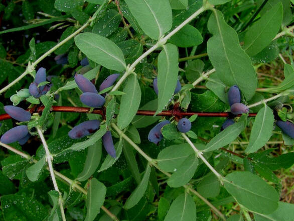  Jagoda Kamczacka 'Lonicera caerulea' Woloszebnica - zdjęcie główne