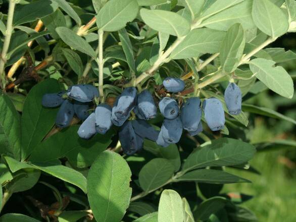 Jagoda Kamczacka 'Lonicera caerulea' Wowzien - zdjęcie główne