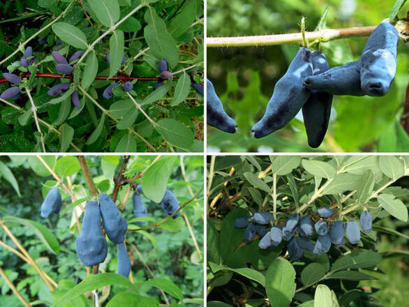 Jagoda Kamczacka 'Lonicera caerulea' Zestaw Mieszany - zdjęcie główne
